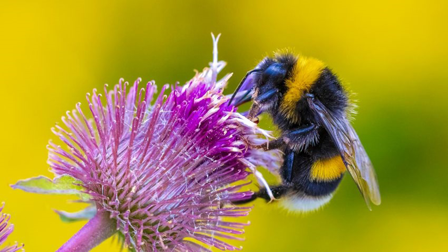 Poszméh Monitoring Program a Duna-Dráva Nemzeti Park Igazgatóság területén