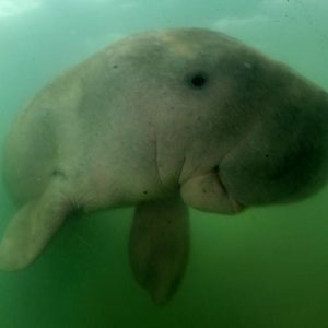 Kipusztulhatott a dugong a kínai vizekben