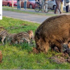 Vadkárral kapcsolatos tájékoztató