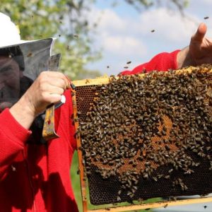 Az aszály a méheknek is betett, de így is jól sikerült az év méhészeti szempontból