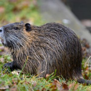 Dél-Amerikában őshonos faj terjedt el Zala megyében