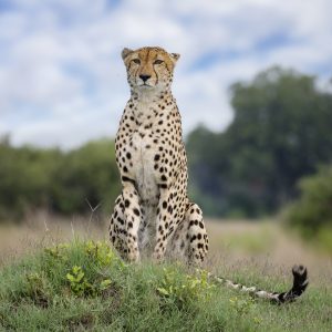 Portrait of a Male Cheetah "Mr Special" on a Termite Mound