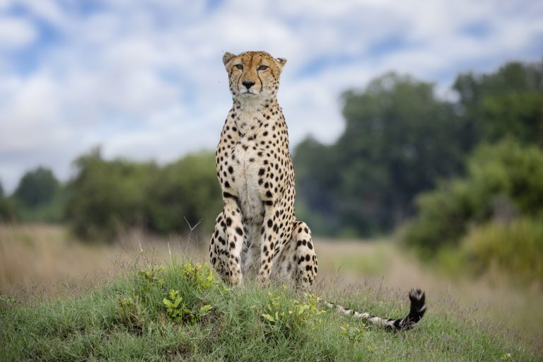 Portrait of a Male Cheetah "Mr Special" on a Termite Mound