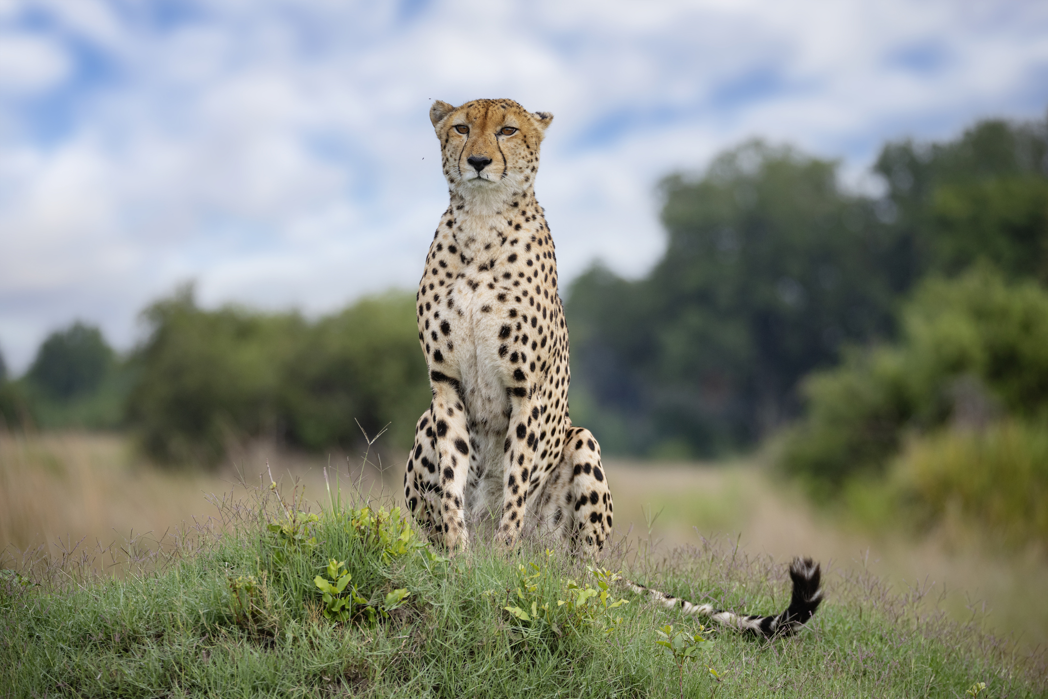 Portrait of a Male Cheetah "Mr Special" on a Termite Mound