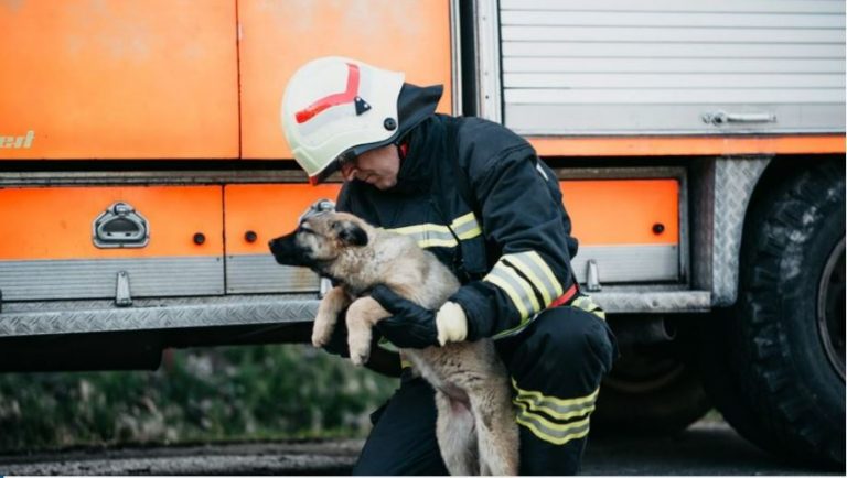 Kútból mentettek ki egy nagytestű kutyát a tűzoltók