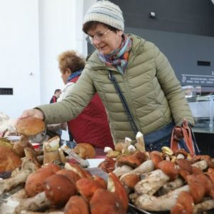 Alapszabály a gombát mindenképpen be kell vizsgáltatni