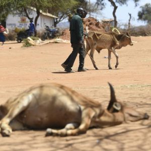 Elefántok, gnúk és zebrák százai pusztultak el Kenyában a szárazság miatt