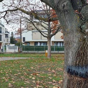 Kiakadtak a helyiek, körbefűrészeltek egy nyolcvanéves tölgyfát a csopaki strandon