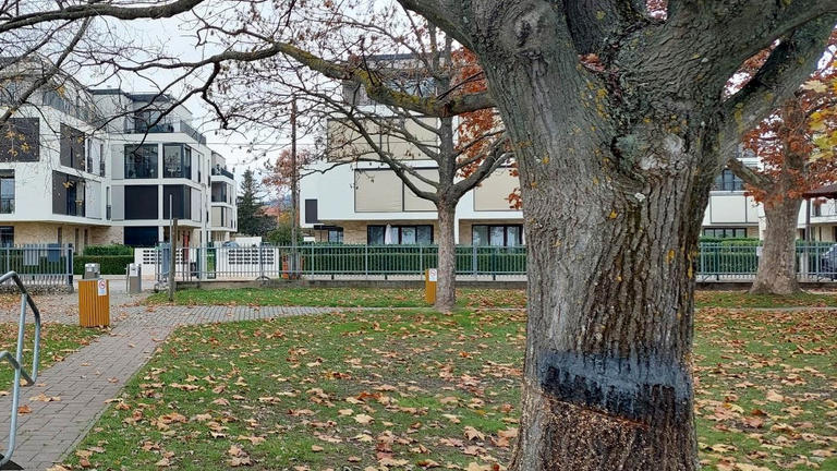 Kiakadtak a helyiek, körbefűrészeltek egy nyolcvanéves tölgyfát a csopaki strandon