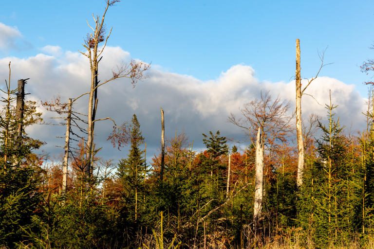 Óriási pusztítást tárt fel a Greenpeace a Kárpátok értékes erdeiben