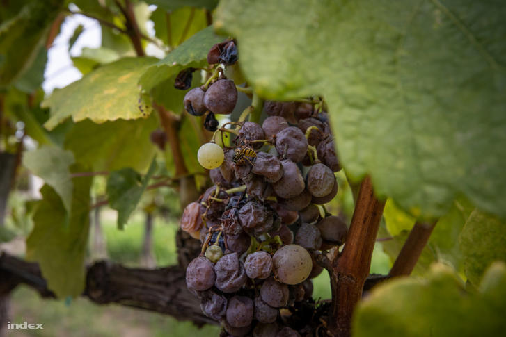 Világszerte gyűlölik Tokaj-Hegyalja kedvencét