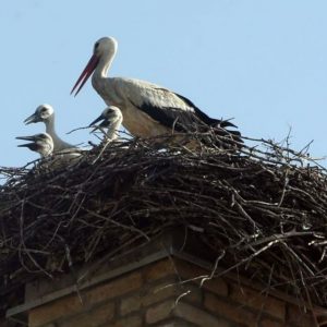 Kiemelt figyelmet érdelemnek a ragadozó madarak