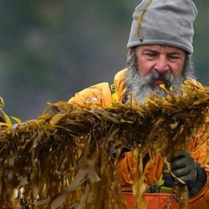 Tengeri szélerőművekhez telepítenének algafarmokat belga kutatók