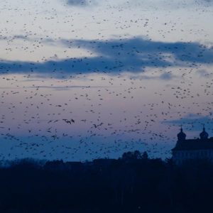 Több ezer vadlúd menekült el a tatai Öreg-tóról a szilveszteri tűzijátékozás miatt