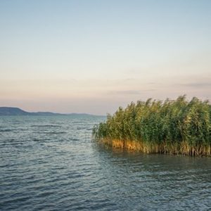 Az idén is az indokoltnál kevesebb nádat aratnak a Balatonon