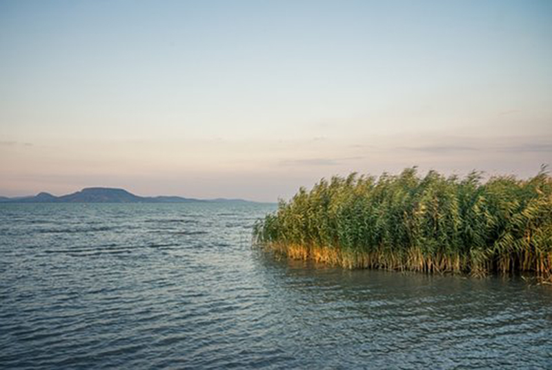 Az idén is az indokoltnál kevesebb nádat aratnak a Balatonon