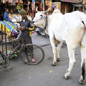 India arra ösztönzi az embereket, hogy Valentin-napon inkább teheneket ölelgessenek