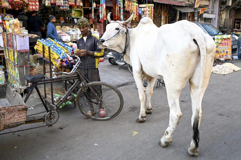 India arra ösztönzi az embereket, hogy Valentin-napon inkább teheneket ölelgessenek