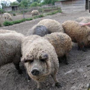 Zsírosabb, ám ízben a mangalica a jobb