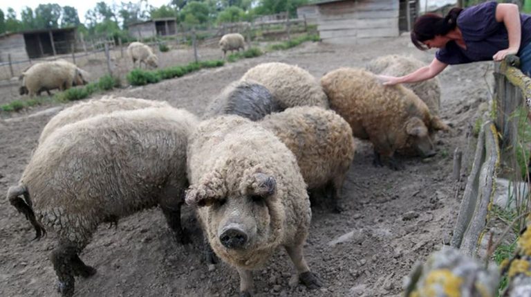 Zsírosabb, ám ízben a mangalica a jobb