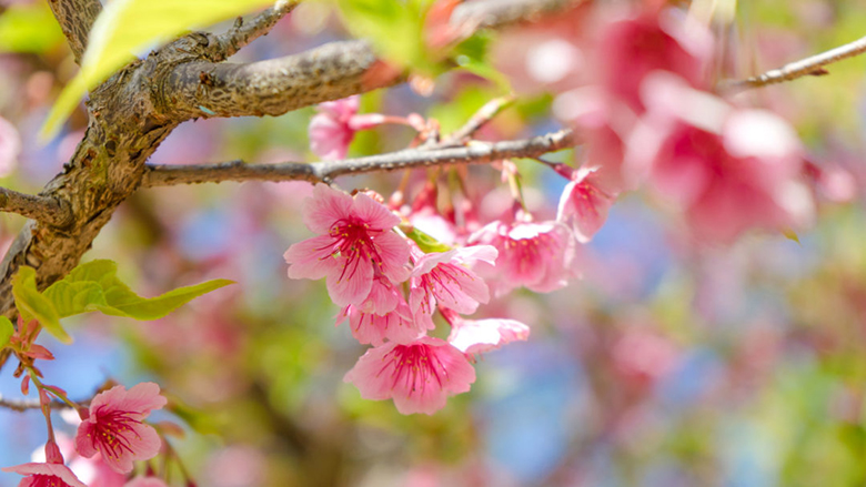 arbordayblog.org_Sarkvidéki levegő árasztja el Magyarországot, még a hó is eshet