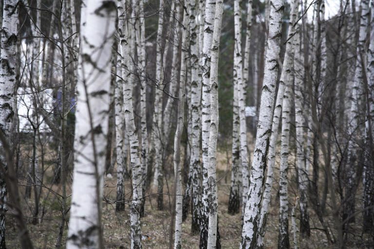 Egy azonosítatlan katonai eszköz darabjait találták meg Lengyelország északi részén