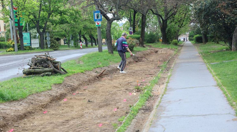 Ismét fákat vágnak ki Pécsen azért, hogy zöldebb legyen a város