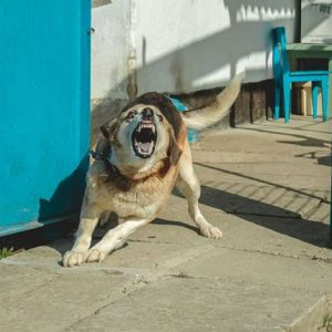 Két év jár, az is felfüggesztve a berzencei halálos kutyatámadás felelősének