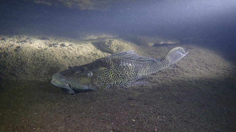 Párducmintás harcsát találtak a Hévízi-tóban, pedig nagyon nem kellene ott lennie