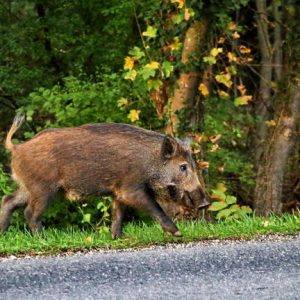 Vaddisznók rohangálnak Miskolc belvárosában