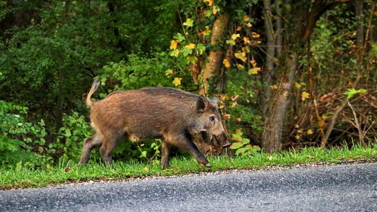 Vaddisznók rohangálnak Miskolc belvárosában