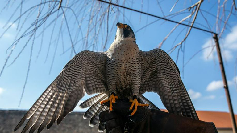 Egyetlen egy vándorsólyom fióka van Baranyában