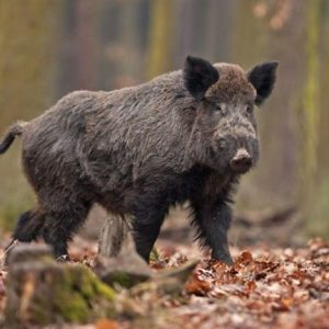 Meghosszabbították az engedélyt tovább retteghetnek a vaddisznók