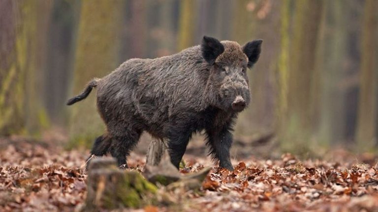 Meghosszabbították az engedélyt tovább retteghetnek a vaddisznók