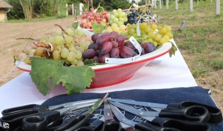 Csemegeszőlő mintakert átadásával nyitották meg a Baranya Agrár Napot