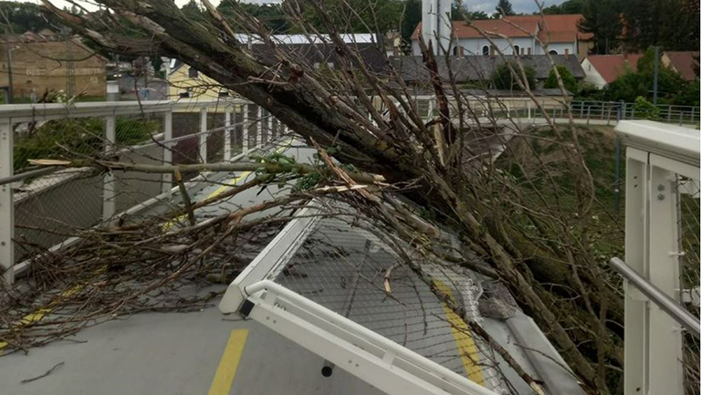 Rádőlt egy fa az Esterházy hídra