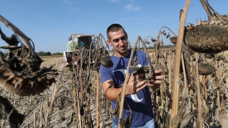 Aratják a napraforgót, eddig jócskán mínuszos a mérleg