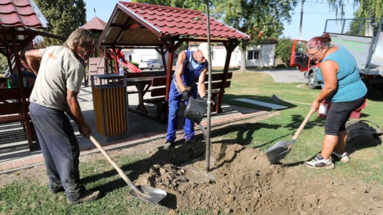 Huszonnégy somogyi önkormányzat ültethet fát a támogatásból