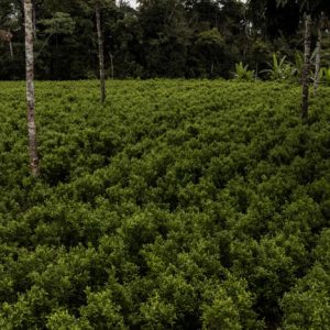 Kiegyeztek a drogkartellekkel, új csúcson a kokaintermelés Kolumbiában