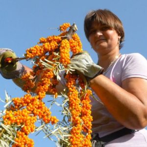 Szüret után útra kel a vitaminbomba-halom