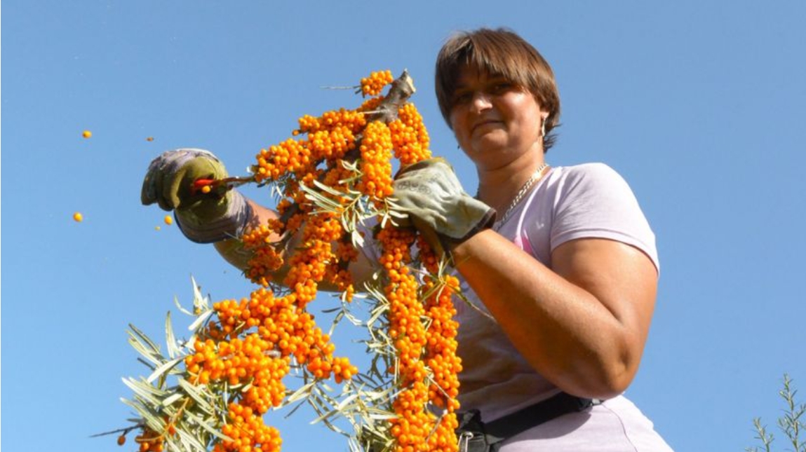 Szüret után útra kel a vitaminbomba-halom