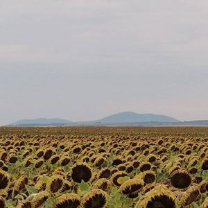 Bemutatják a kéktúra ihlette ifjúsági regényt