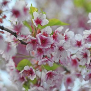 Gázolajjal mérgezte a japán cseresznyefákat egy férfi Zamárdiban, hogy jobb legyen a kilátás a nyaralójából