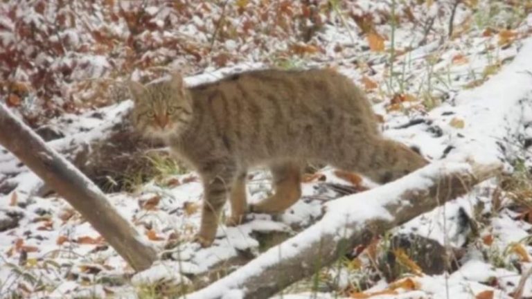 Nem mindennapi állattal találkozott a természetjáró a Mecsekben