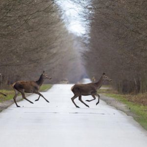 Változott a vadgázolások szabályozása