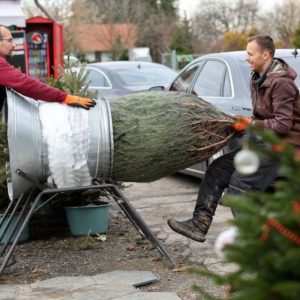 Szép a Nordmann, de nagyon drága