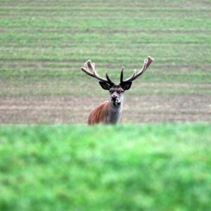 Dúvadhetet rendez a baranyai vadászkamara február közepén