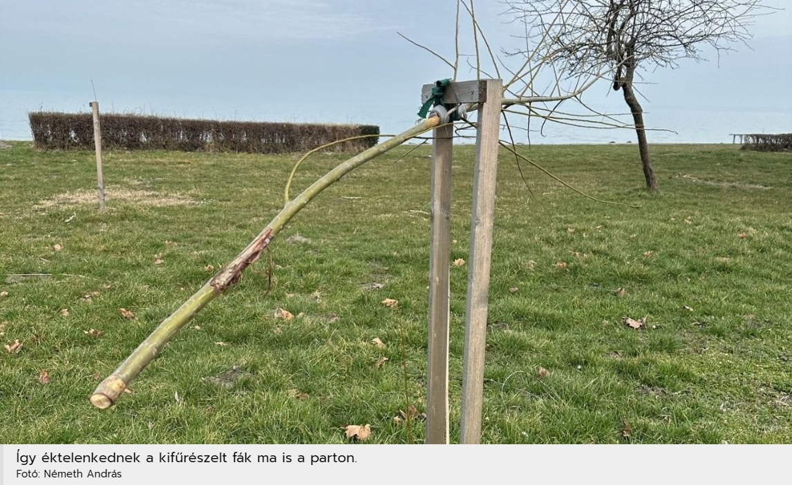 Kettéfűrészelték a facsemetéket, félmillió forintot ajánlottak fel a nyomravezetőnek