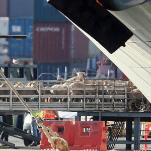 Rekkenő hőségben, több ezer birkával és marhával a fedélzetén vesztegel egy hajó Ausztráliánál