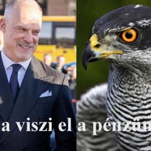 Héja viszi el a pénzünket